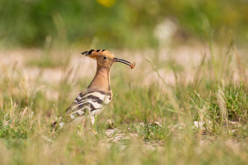 Obraz premium Wiedehopf