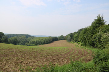 Maisfeld in Hügellandschaft 