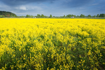 Fototapeta premium golden field of flowering rapeseed with beautiful clouds on sky - brassica napus - plant for green energy and oil industry