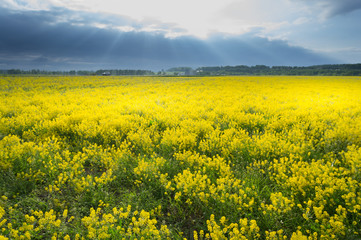 Obraz premium yellow rape seed field in spring