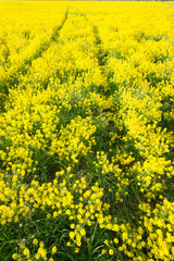 Obraz premium yellow field with oil seed rape in early spring