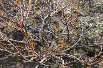 The bare tree