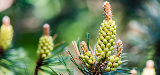 Blooming pine - pollen allergy - close up - banner