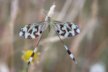 Nemoptera coa in its natural environment.