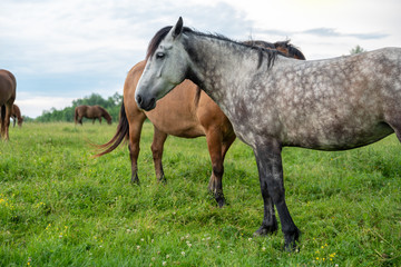 Naklejka na ściany i meble Herd of horses in the meadow, countryside