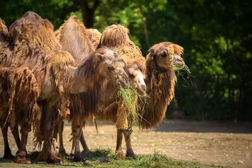 Foto op Plexiglas Three Bactrian camels feeding © Nick Fox