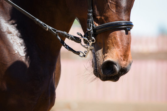 Portrait of dressage horse with the bridle on dark background. Detail close-up