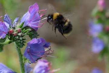 Bumblebee approaching  - Stockphoto