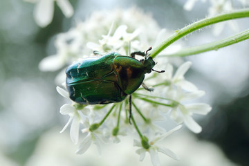 Flower chafer - Stockphoto