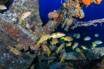 Colorful tropical fish swarm around the remains of an underwater shipwreck