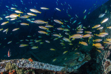 Colorful tropical fish swarm around the remains of an underwater shipwreck