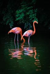 Schilderijen op glas Two Caribbean Flamingos with reflection in the water © Nick Fox