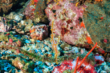 Beautiful Ornate Ghost Pipefish on a tropical coral reef