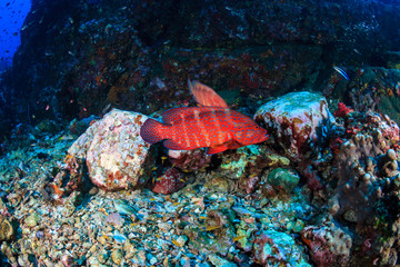 Fototapeta na wymiar Coral Grouper on a tropical reef