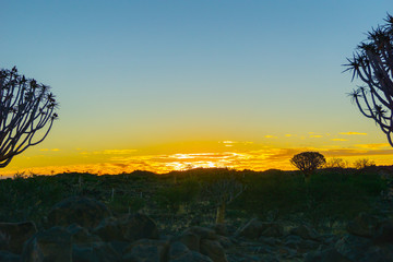 Fototapeta na wymiar Silhouette quiver tree landscape at sunset
