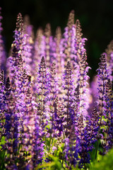 Purple salvia sage flowers backlit