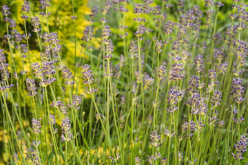 Pink flowers in the garden