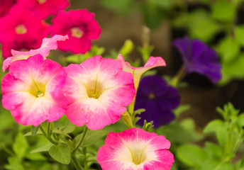 Fototapeta na wymiar Pink flowers in the garden