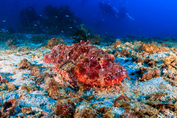 Naklejka na ściany i meble Camouflaged Scorpionfish on a tropical coral reef