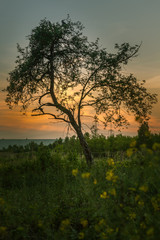 Ein einzelner Baum im Sonnenuntergang