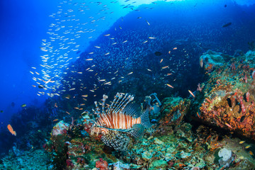 Predatory Lionfish hunting at dawn on a tropical coral reef