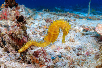 Beautiful yellow Thorny Seahorse on a tropical coral reef