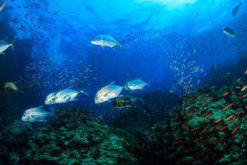 Fototapeta na wymiar Emperor and Trevally hunting on a tropical coral reef