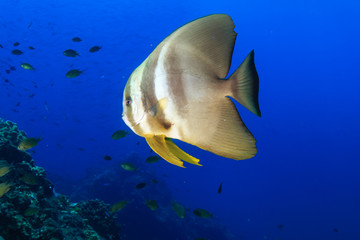 Fototapeta na wymiar Large Batfish (Spadefish) on a tropical coral reef