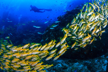 Fototapeta na wymiar Colorful shoal of Snapper on a tropical coral reef