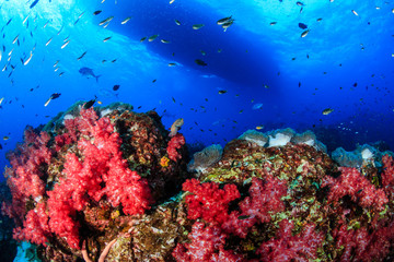A healthy, colorful tropical coral reef