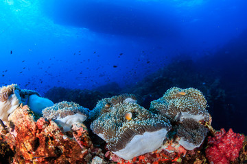 Naklejka na ściany i meble Skunk Clownfish on a tropical coral reef with a boat overhead