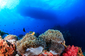 Naklejka premium Skunk Clownfish on a tropical coral reef with a boat overhead