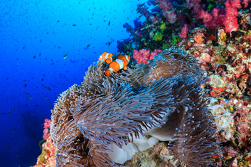 Colorful Clownfish surrounded by soft corals on a tropical reef