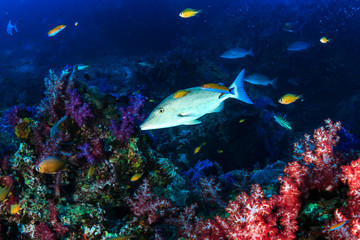 Long Nose Emperor on a tropical coral reef