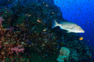 Fototapeta na wymiar Long Nose Emperor on a tropical coral reef