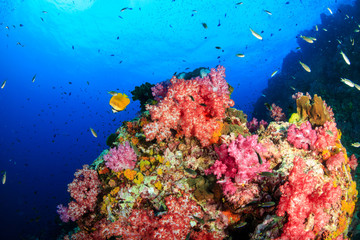 Fototapeta na wymiar Schools of Tropical Fish swimming around a tropical coral reef in Asia