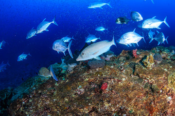 Fototapeta na wymiar Emperor and Trevally hunting on a tropical coral reef