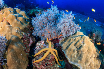 A healthy, colorful tropical coral reef