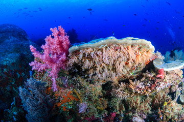 A healthy, colorful tropical coral reef