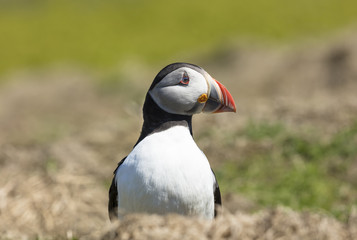 Skomer Puffins