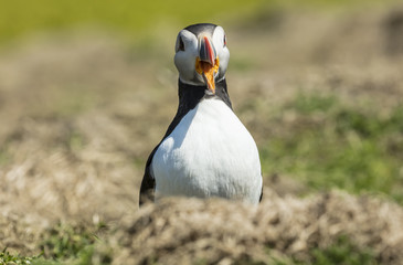 Skomer Puffins