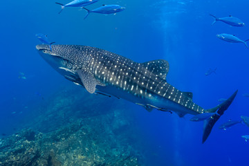Large Whale Shark swimming in shallow water over a tropical coral reef