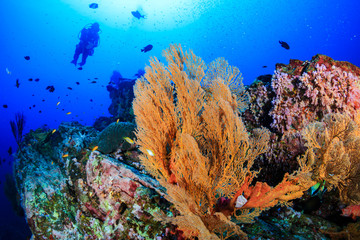 SCUBA diver swimming over a huge underwater Sea Fan on a coral reef