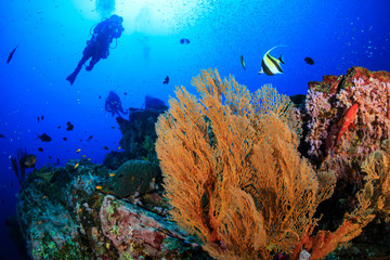 Fototapeta na wymiar SCUBA diver swimming over a huge underwater Sea Fan on a coral reef