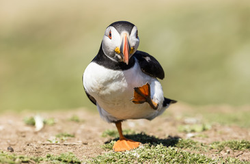 Skomer Puffins