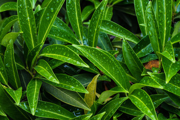 Fototapeta premium nature concept with cherry laurel