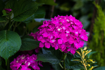 Fototapeta premium Hydrangea flowers in a garden