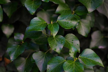 Ivy plant on boarder