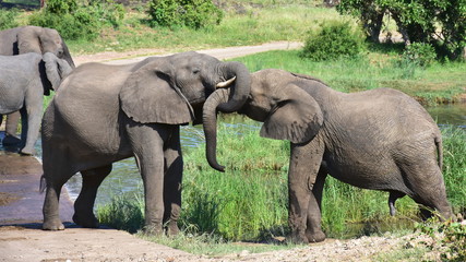 cute elephants in Kruger national park in South Africa