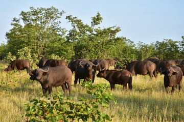Fototapeta na wymiar herd of buffalo,Kruger National park in South Africa,
